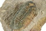 Prone Reedops Trilobite - Atchana, Morocco #322268-4